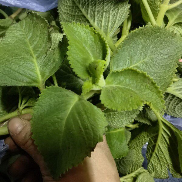 新鲜现采枝叶到手香左手香盆栽一抹香碰碰香 柠檬薄荷 500克庭院