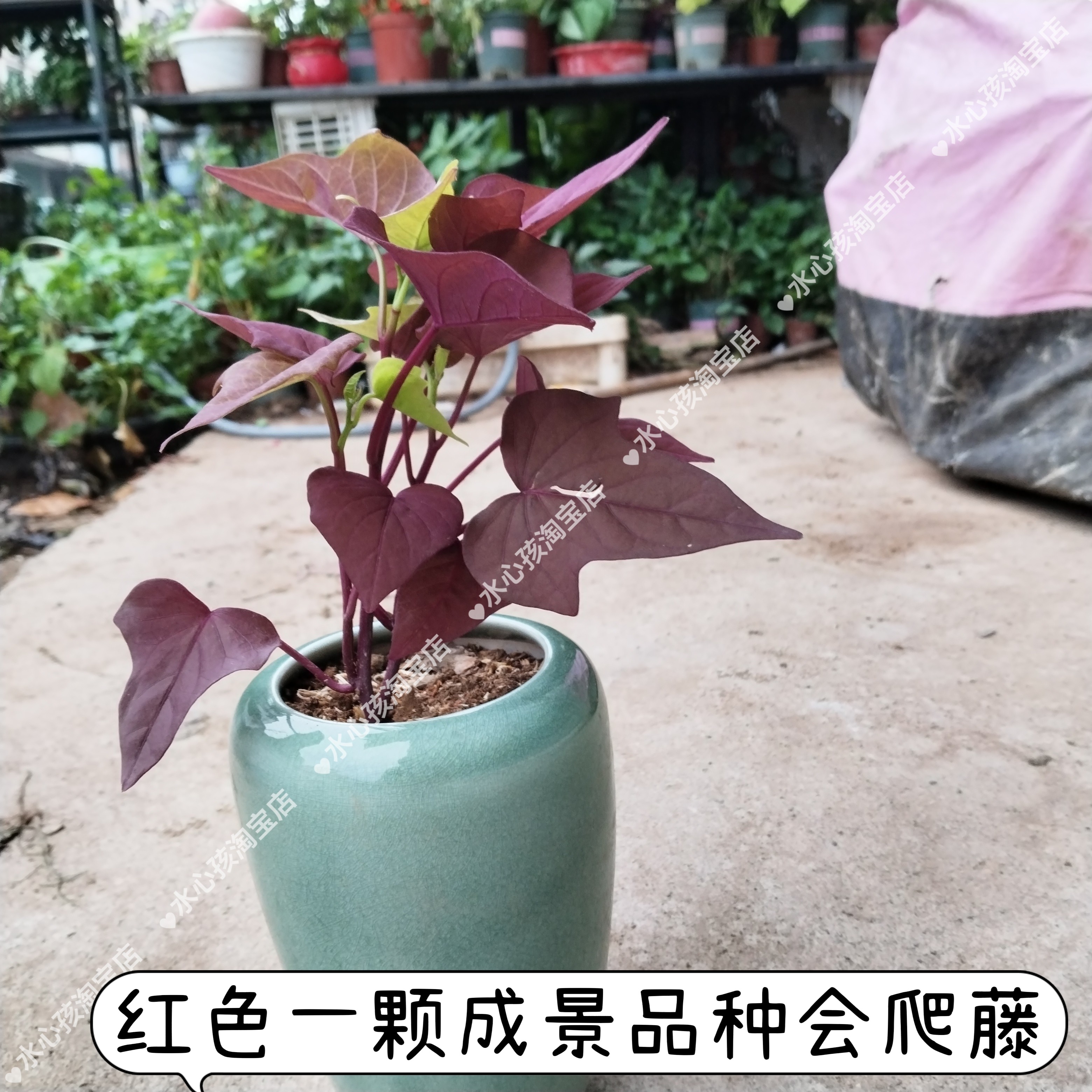 专吃叶子红薯苗地瓜苗红薯叶种彩色三色别墅别墅花卉爬藤好养造景