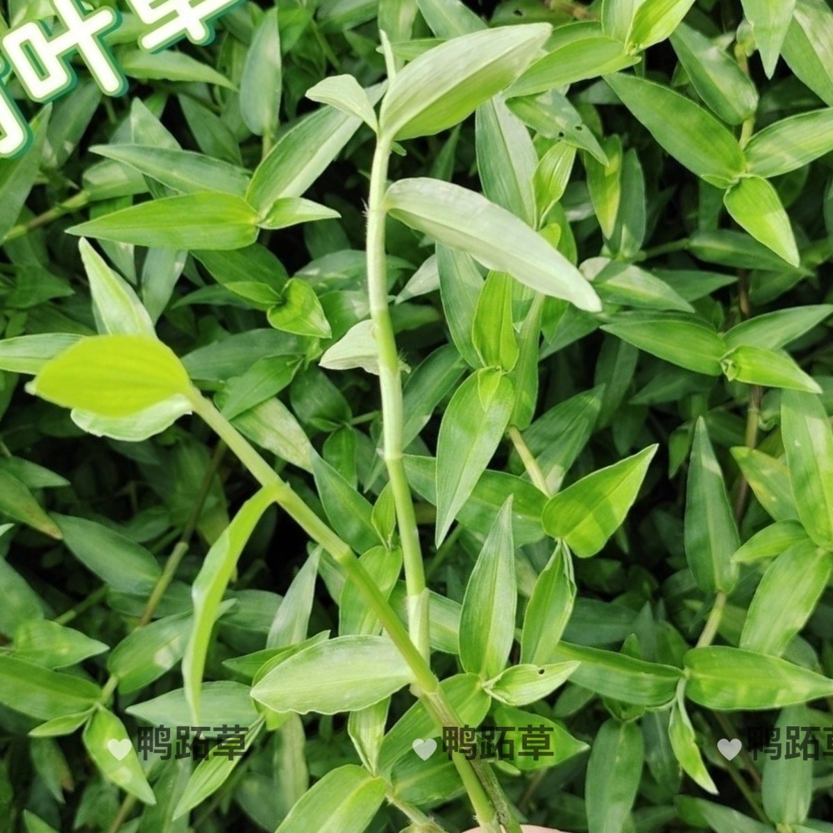 野外碧蝴蝶新鲜现挖现发鸭跖草苗阳台庭院盆栽绿植好养活竹叶草