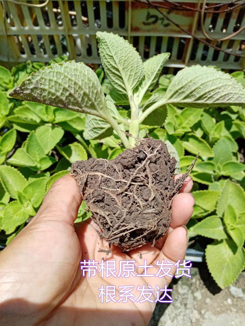到手香苗盆栽庭院 左手香苗大叶到手香驱蚊还魂草藿香碰碰香驱蚊