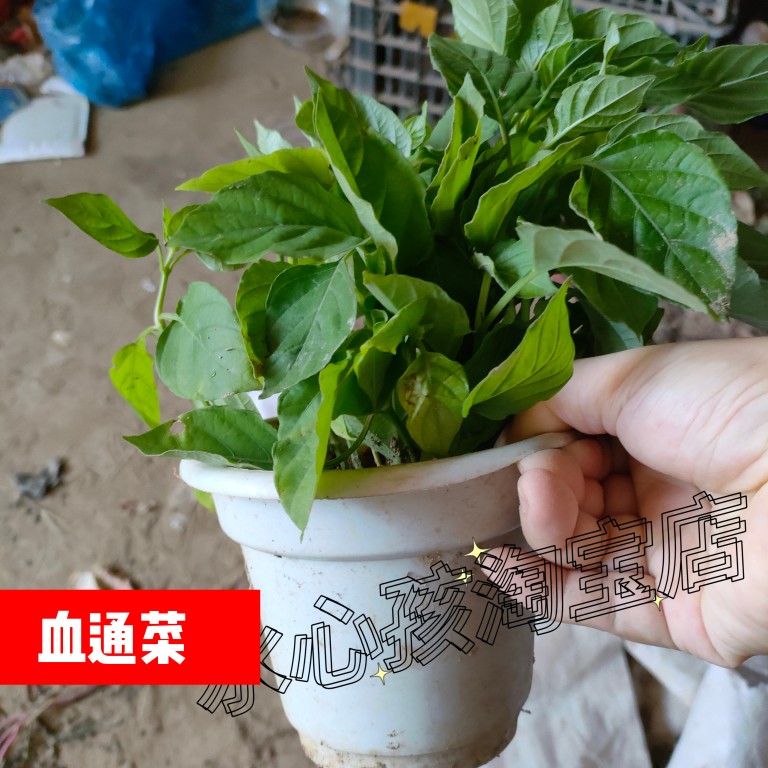阳台易种菜 嫩茎好滋味 海南 血通菜苗 新鲜 活力菜 宽叶十万错