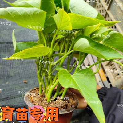 食叶型红薯叶地瓜叶地瓜苗专吃叶子山芋苗带根发货阳台盆栽苗绿植