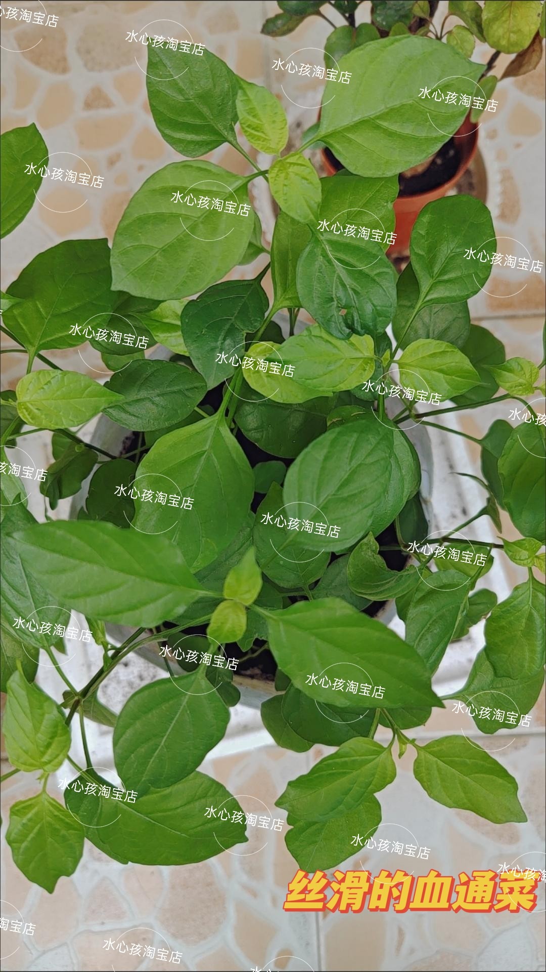 血通菜盆栽阳台绿植庭院楼顶花卉宽叶十万错菜苗四季种植好养绿线