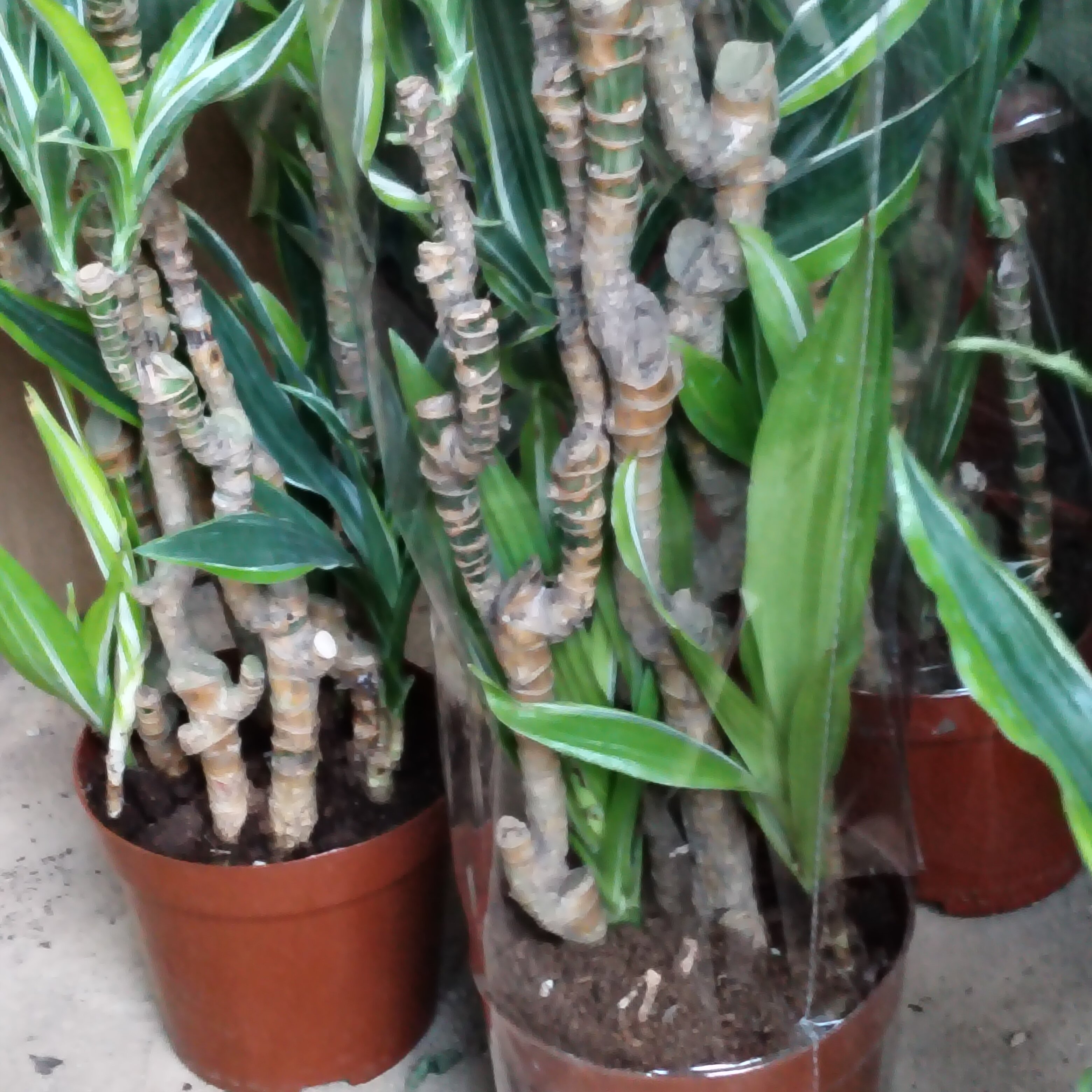 巴西美人杆盆栽室内绿植美人桩观茎观叶植物造型复古园艺盆景好养