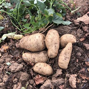 福薯18号专吃叶子红薯种子地瓜叶菜用干薯食叶型红薯盆栽地栽菜用