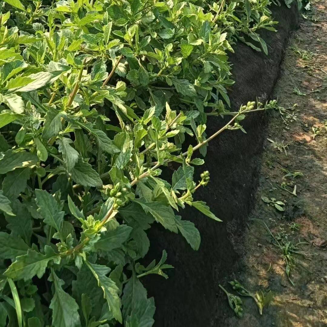 新鲜白凤菜福建漳州片仔癀草苗榨汁风味配甘蔗汁饮品食疗滋补抗寒