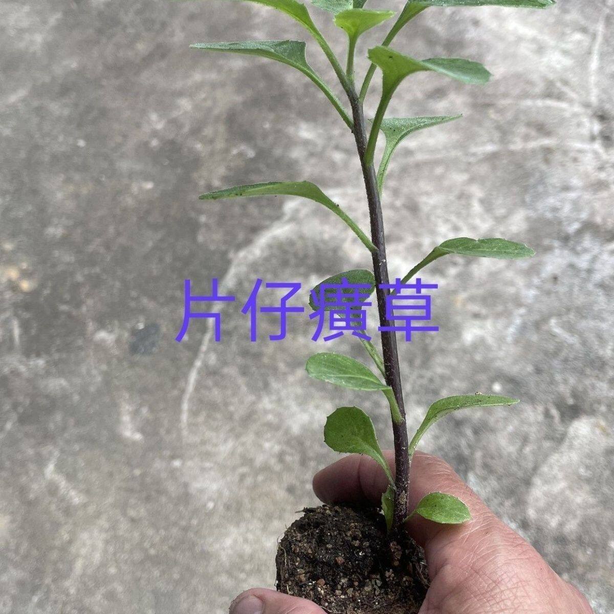 100棵片仔癀草苗养生植物盆栽榨汁炖汤多年生泡茶饮品可食用花草