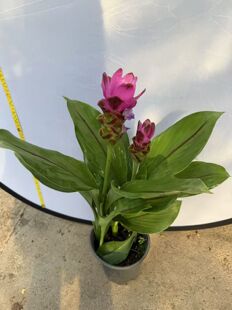 金球姜盆栽室内观叶植物桌面常青绿植花卉吸姜荷花田园风办公楼梯