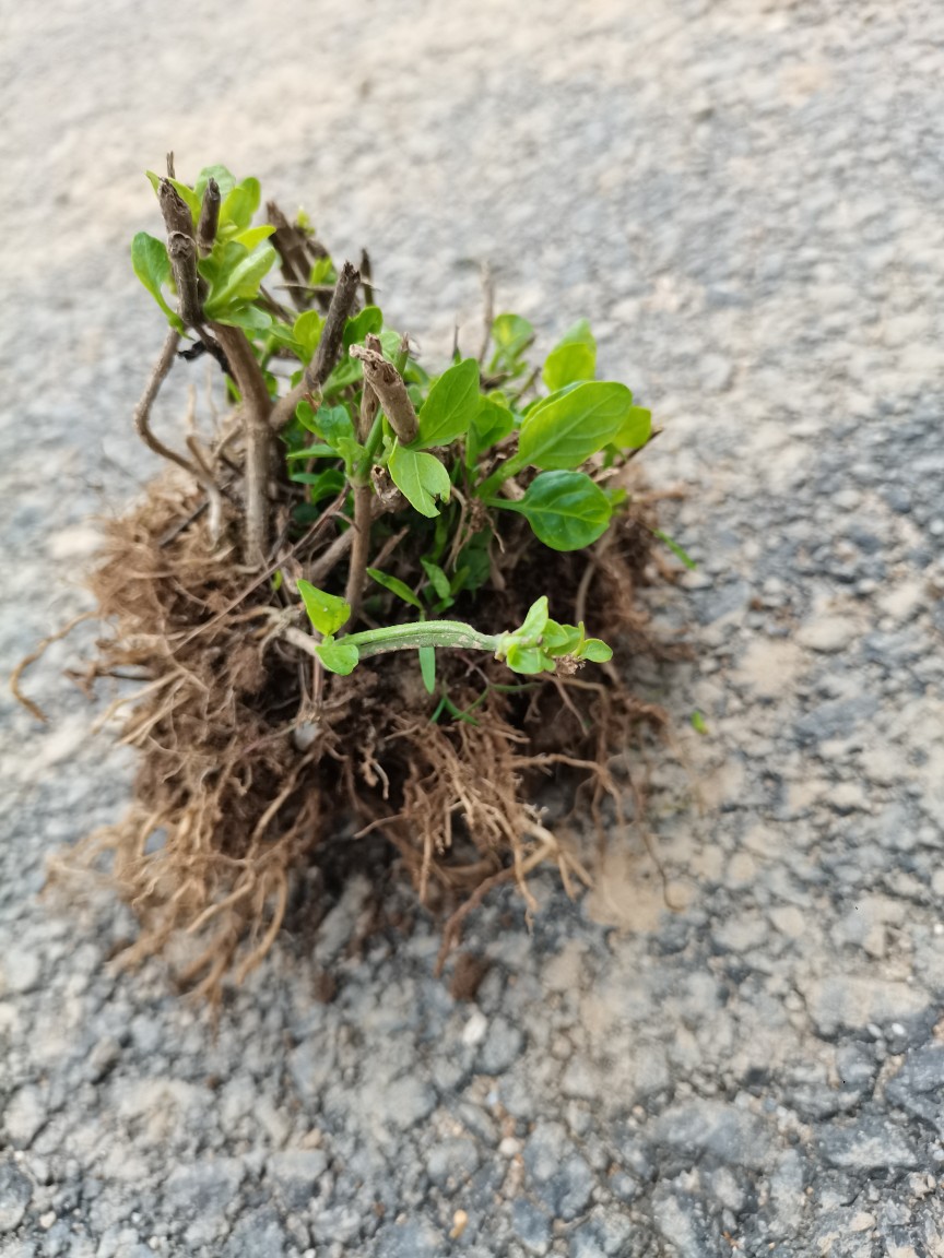 阳台易种菜嫩茎好滋味盆栽 血通菜苗 新鲜 活力菜 宽叶十万错