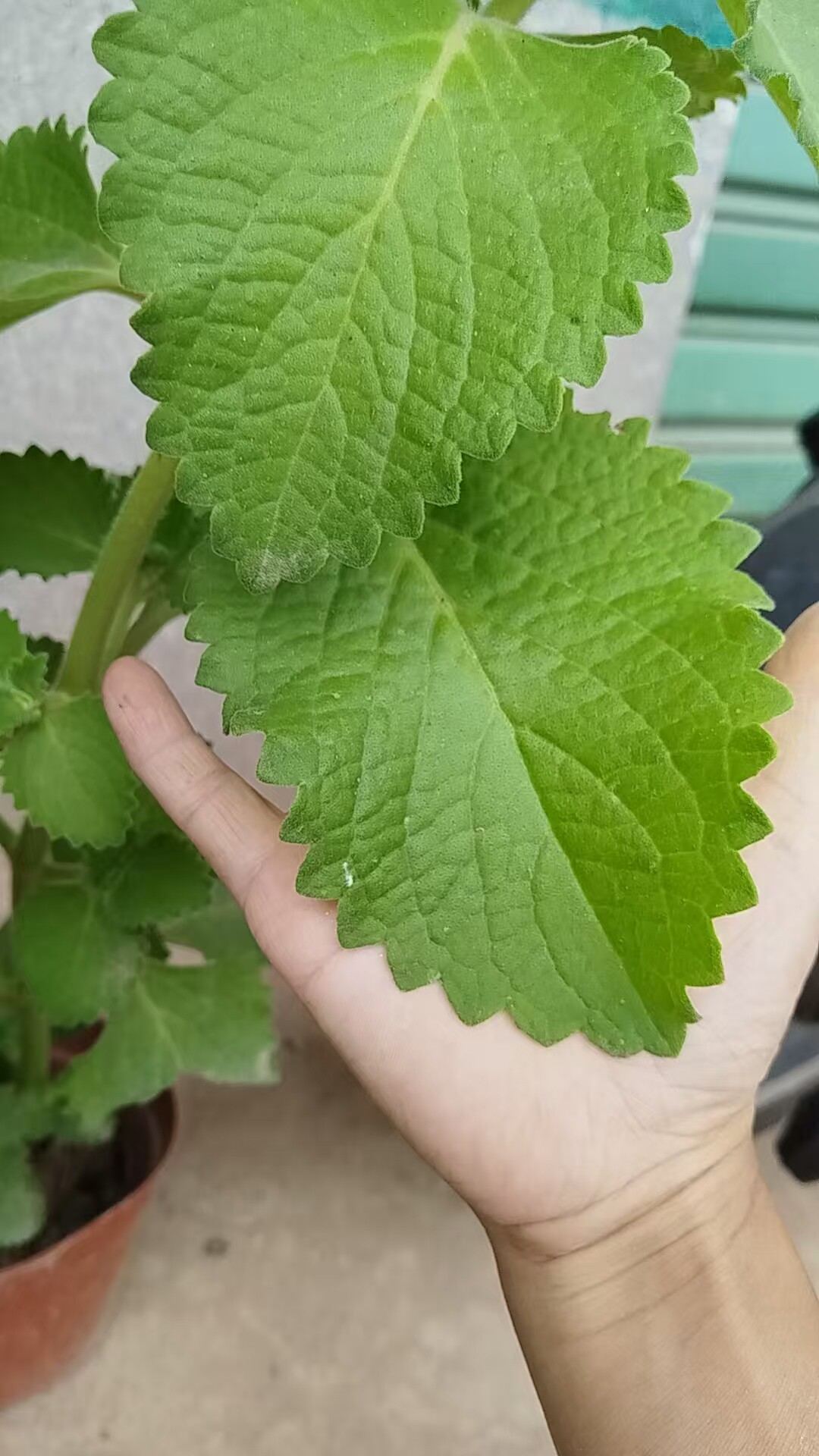 左手香采摘阳台绿植碰碰香一抹香太子香驱蚊咳嗽排骨香绿植四季