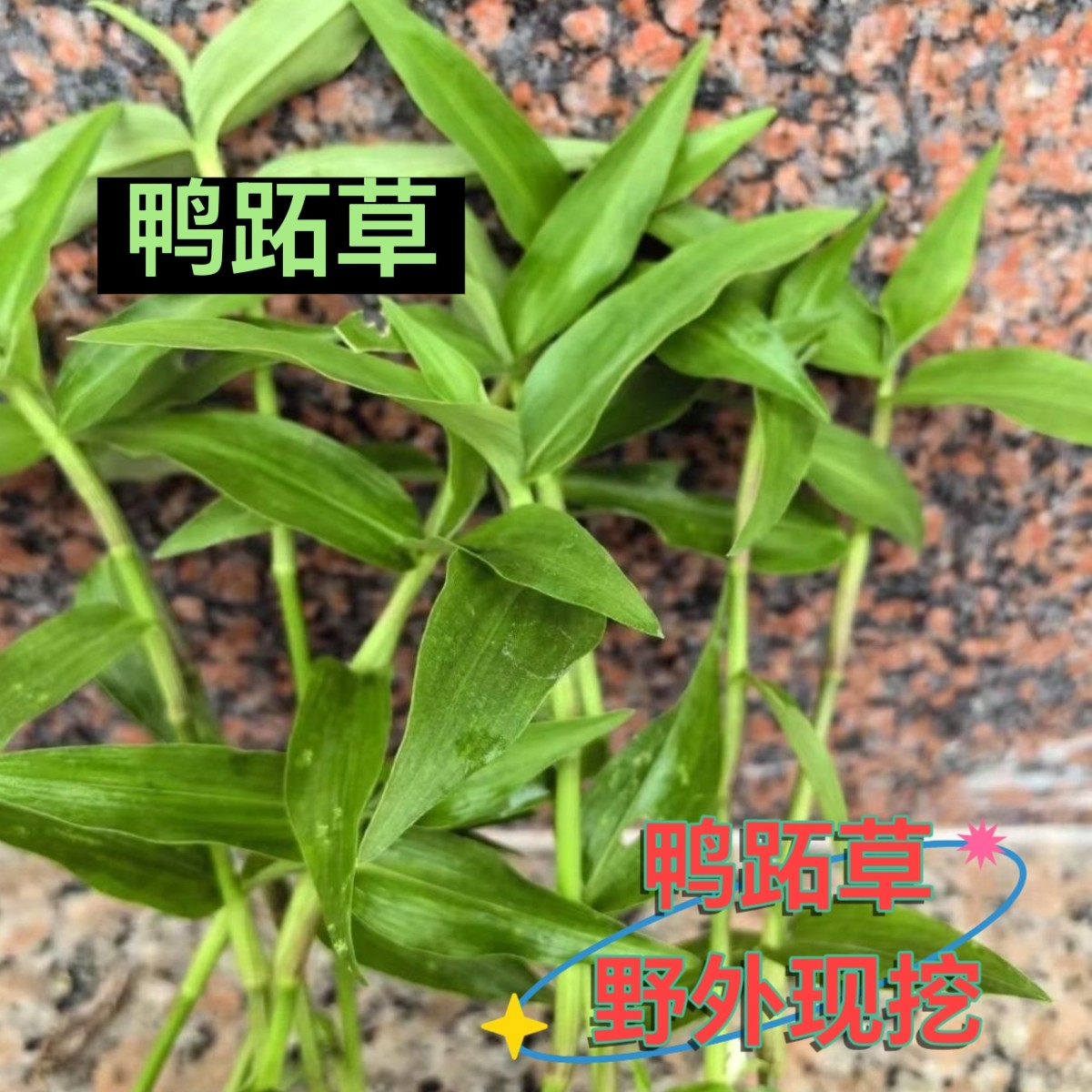 鸭跖草蓝花盆栽室内客厅办公室桌面四季常青植物花卉绿植好养活