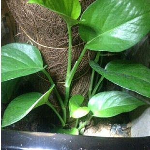 大叶绿萝基地苗新鲜粗藤插条爬藤种植室内养殖净化空气阳台庭院苗