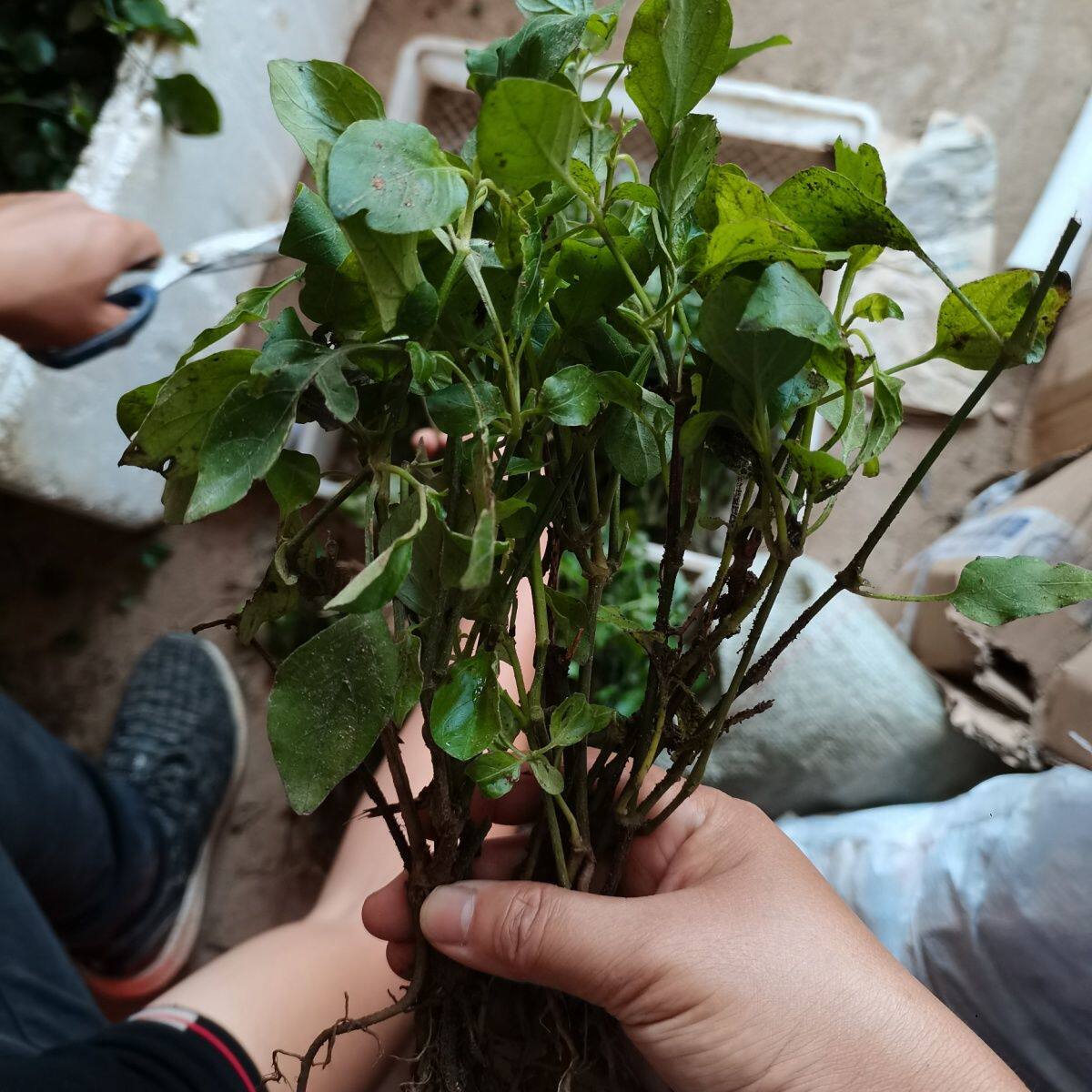 宽叶十万错苗活力菜跌打草野菜山草药十万错蔬菜盗偷草血通菜盆栽