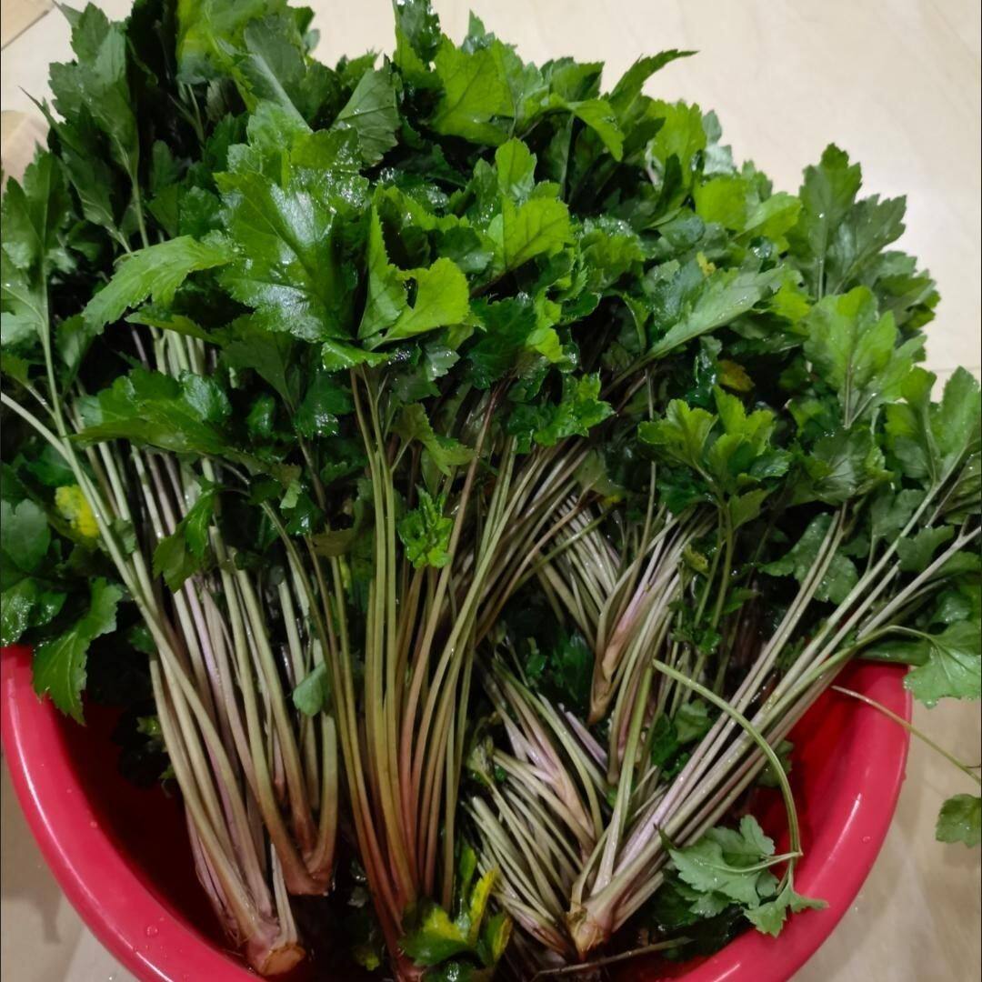 新鲜红艾潮汕珍珠菜真珠花菜食用红艾鸭脚艾白苞蒿真珠花鲜姨妈菜