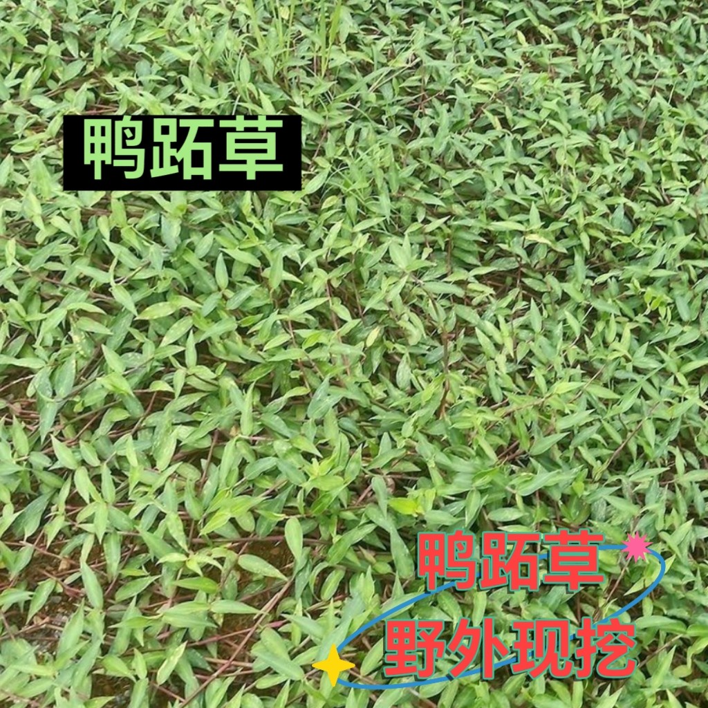 新鲜野生鸭跖草现采水竹草新鲜鸭跖草鸭食草竹叶菜水竹菜包邮