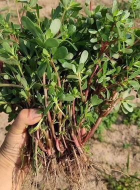 马齿苋菜新鲜现摘马齿菜马蜂菜野地马齿苋食用野菜现挖红色马齿苋