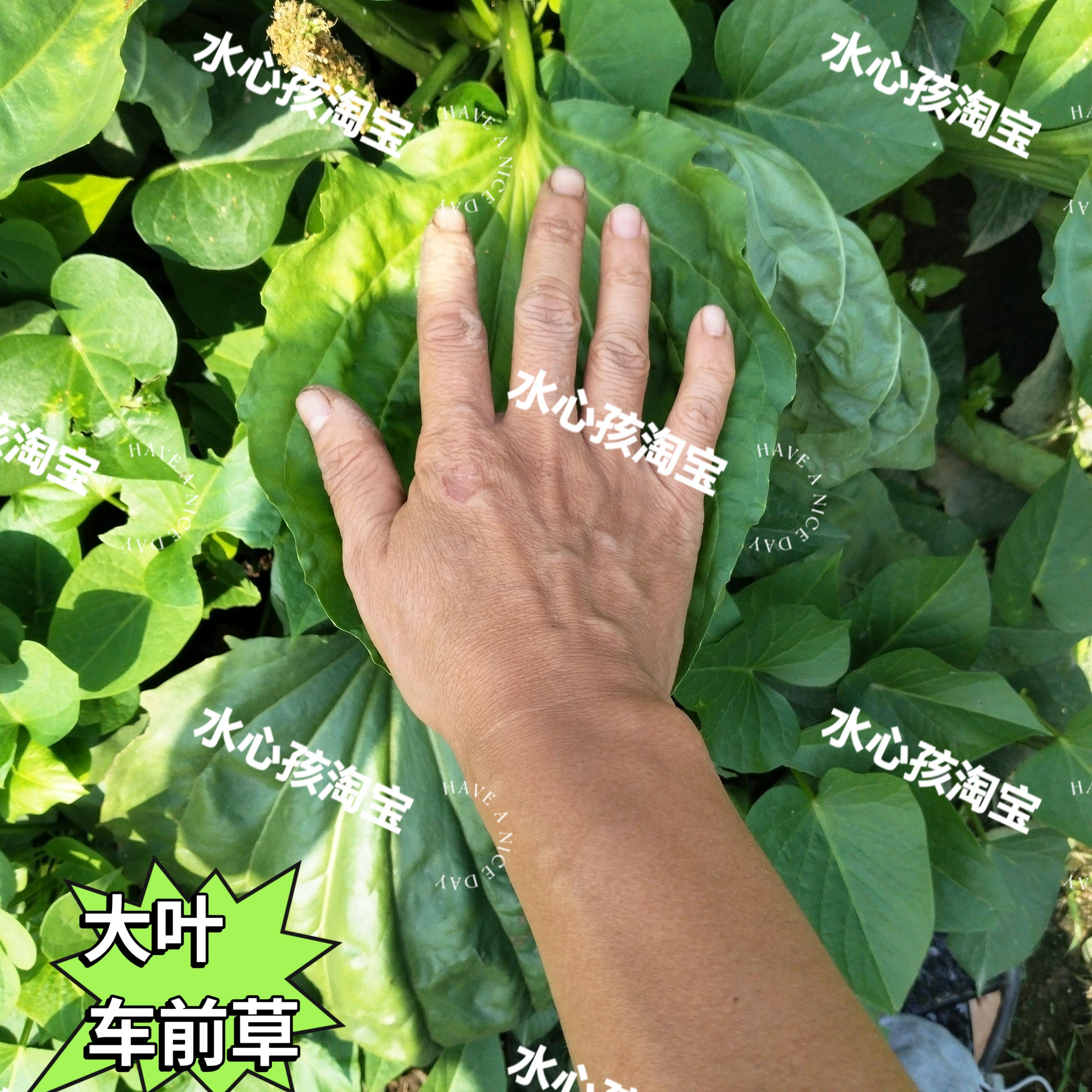 云南大叶车前草新鲜大叶子车前草苗食用车前草种苗大叶车前草种苗
