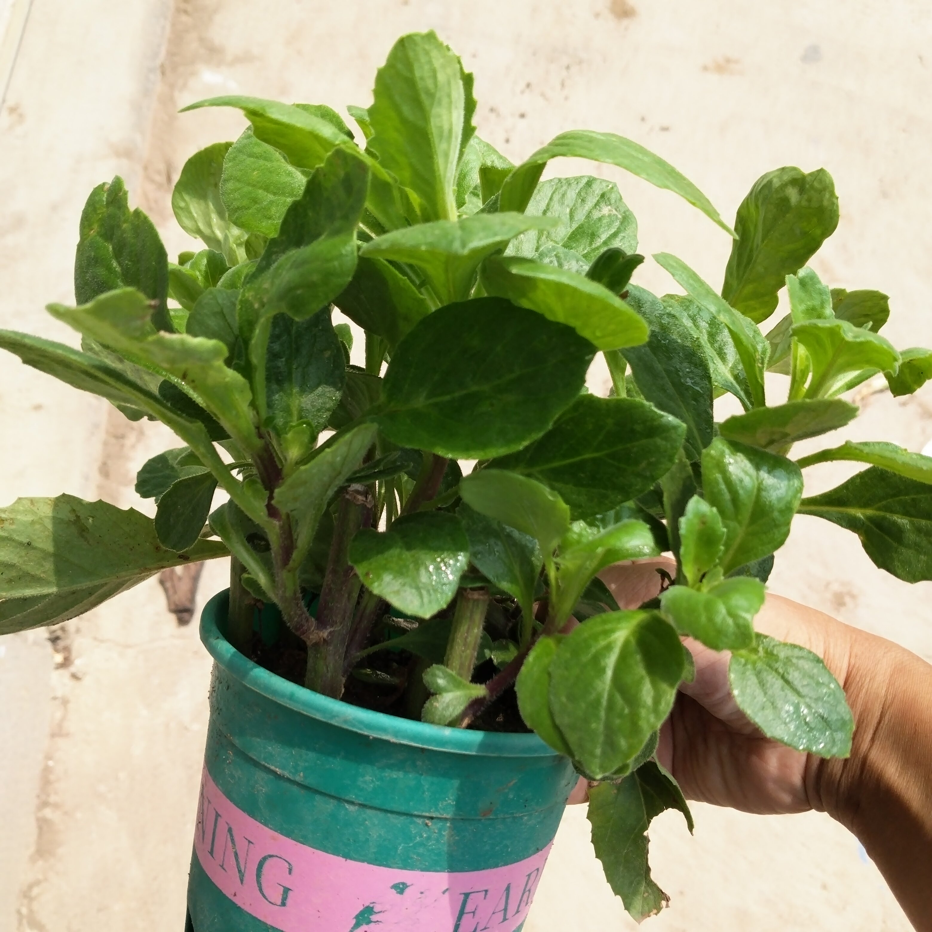 正宗片仔癀苗 食用白凤菜 清火养肝草鲜枝叶绿植盆栽阳台带土发货