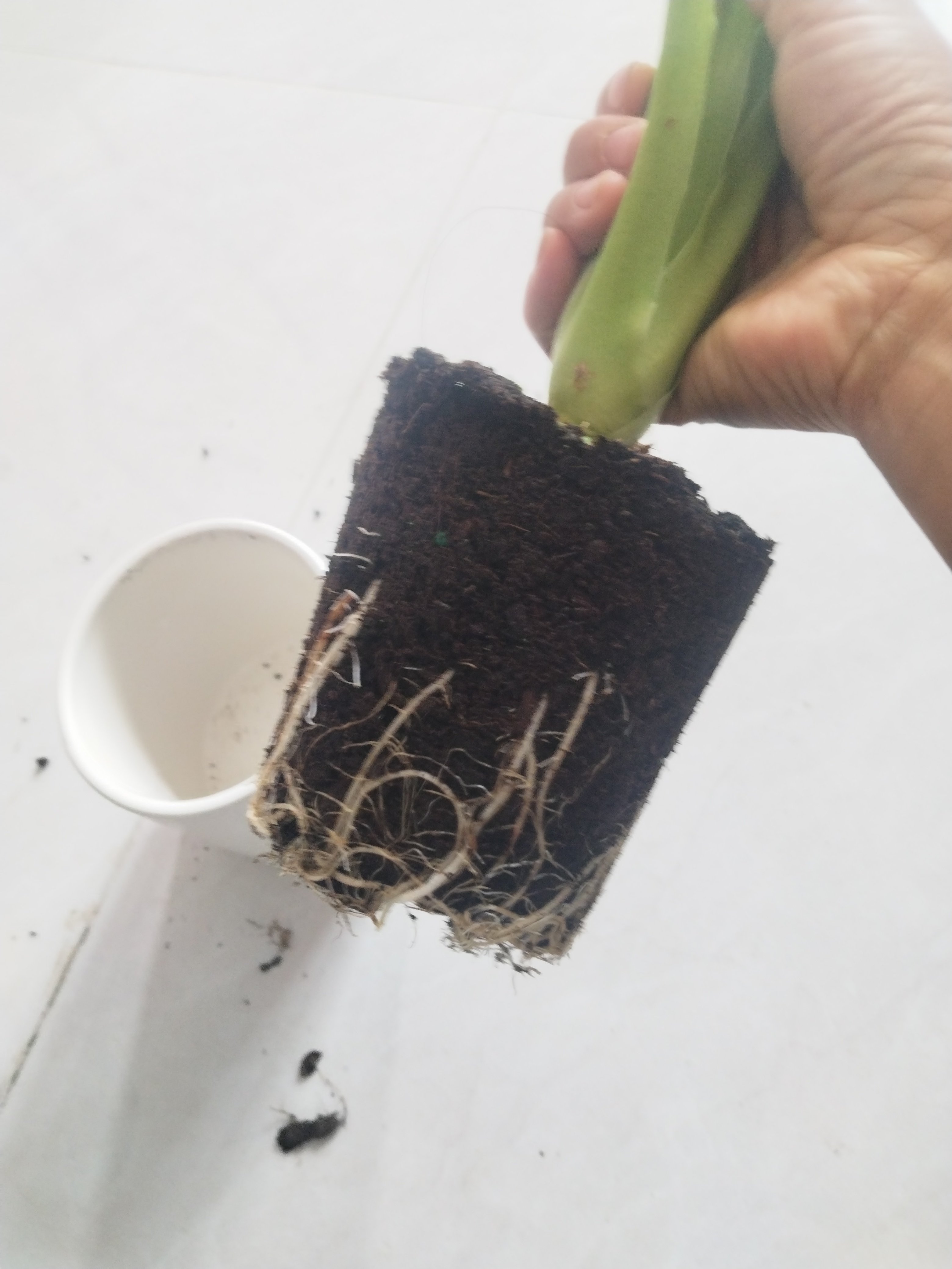 托尼舞者盆栽滴水千手观音客厅办公室桌面绿植花卉乔迁新居含瓷盆