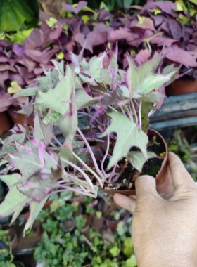 地瓜叶苗盆栽带花苞阳台庭院绿植花卉盆栽地瓜叶苗彩叶稀有紫色