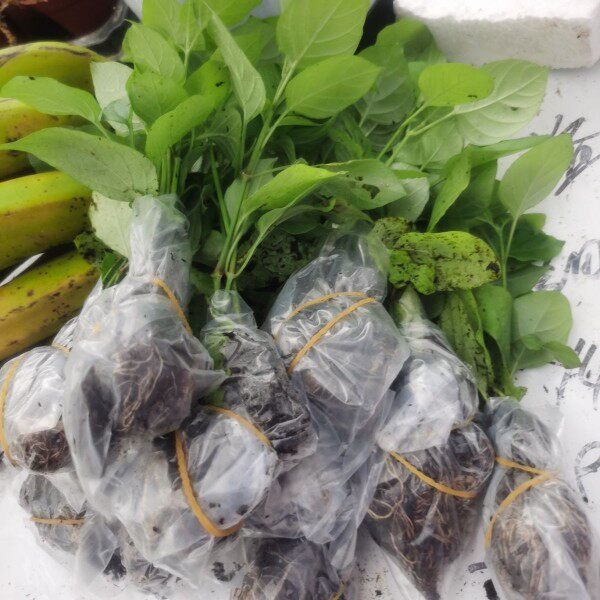 成熟苗多年生养生血通菜十万错酒店特色养生野菜贵族庭院阳台盆栽