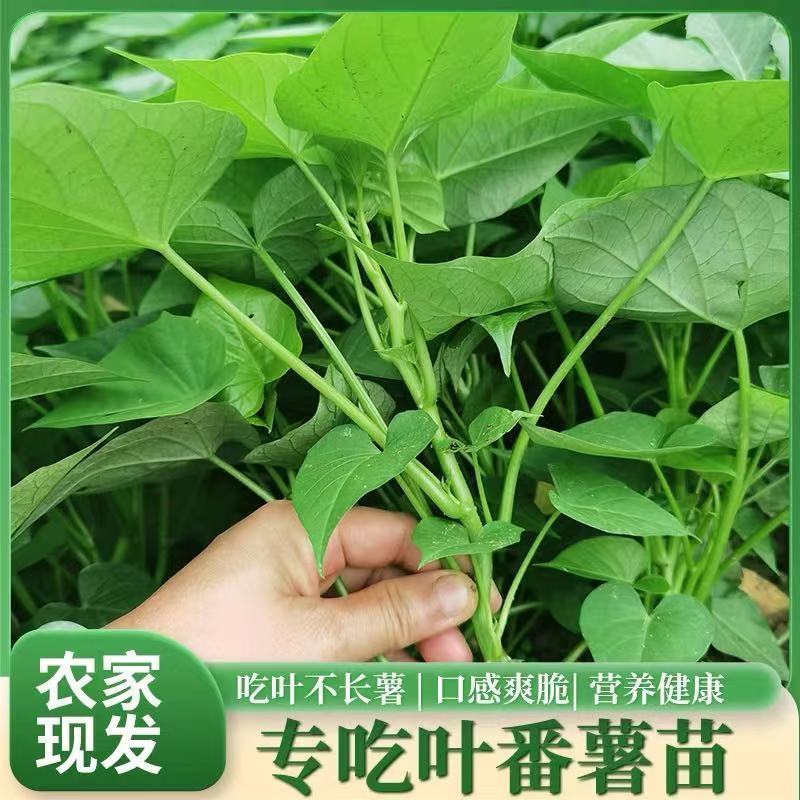 菜市场用型种薯专吃叶子地瓜红薯红苕种育苗专用菜地用绿色食叶