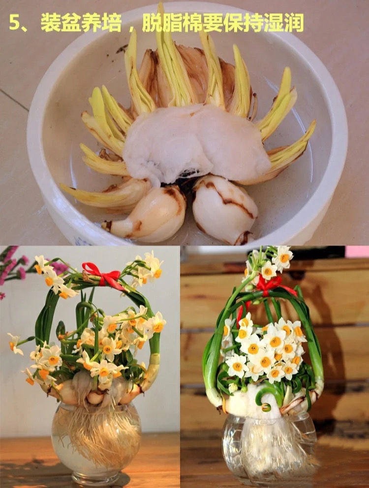 水仙花凌波仙子玉玲珑雕刻水仙花盆栽桌面植物庭院观赏南北方种子