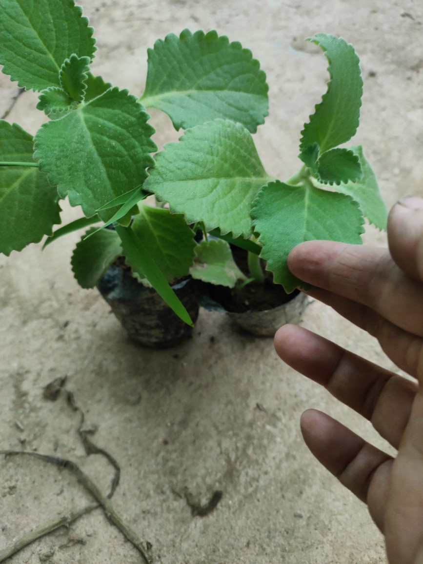 大叶左手香苗到手香苗可食用薄荷苗驱蚊草香草苗碰碰香苗绿植盆栽
