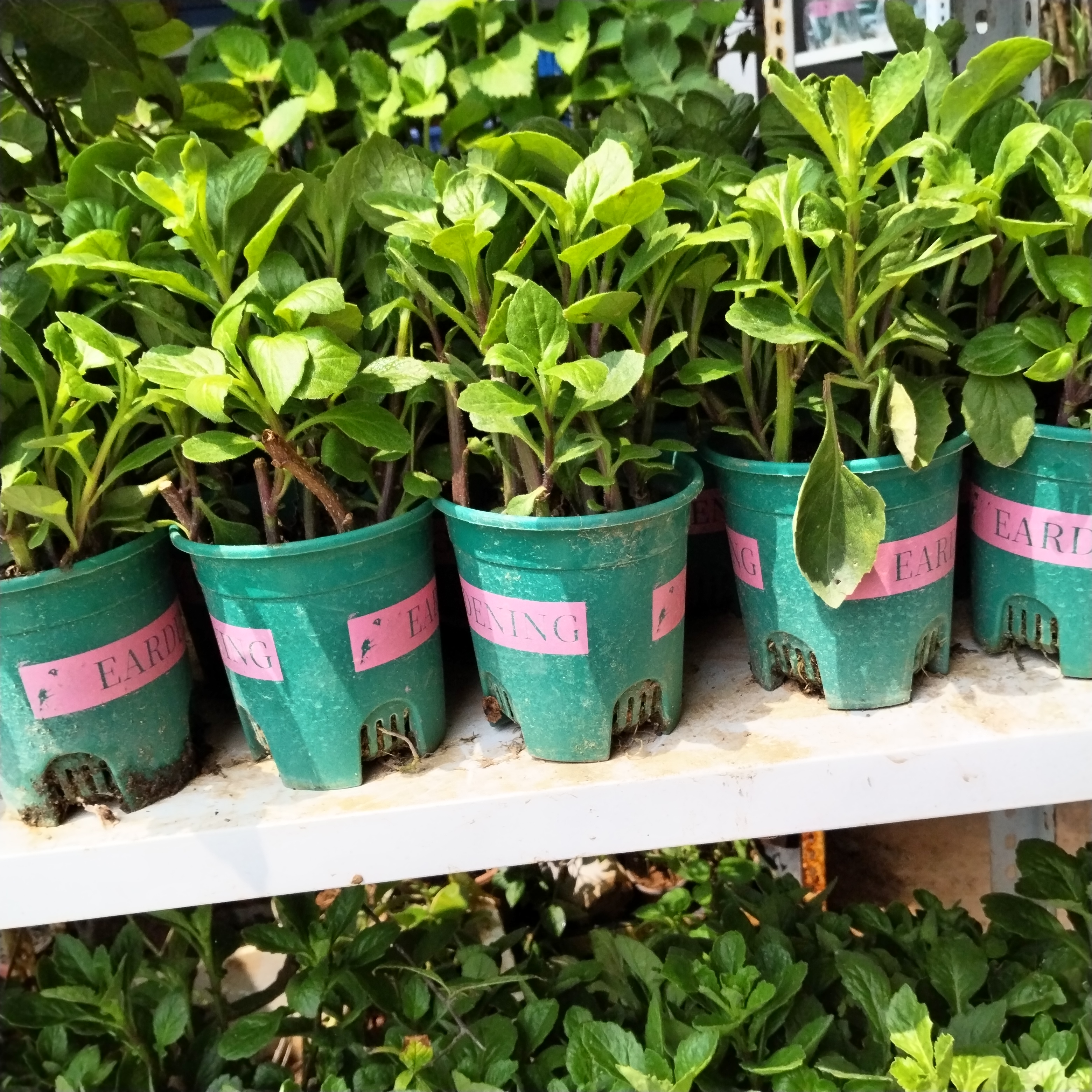 片仔癀草水果店长期奶茶果汁店白凤菜榨汁炖汤盆栽室带跟带土好养