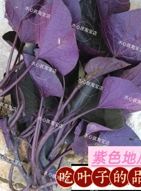 紫色专吃叶地瓜叶番薯叶苕尖花青素含量高可阳台卧室盆栽绿植蔬菜