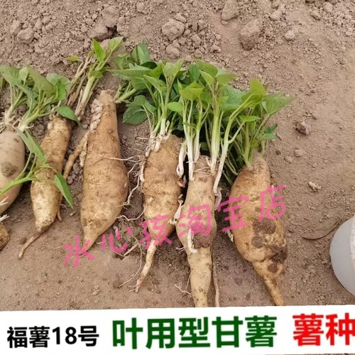 现挖福薯18号叶用型种薯专吃叶子地瓜种子红薯种红苕种育苗专用