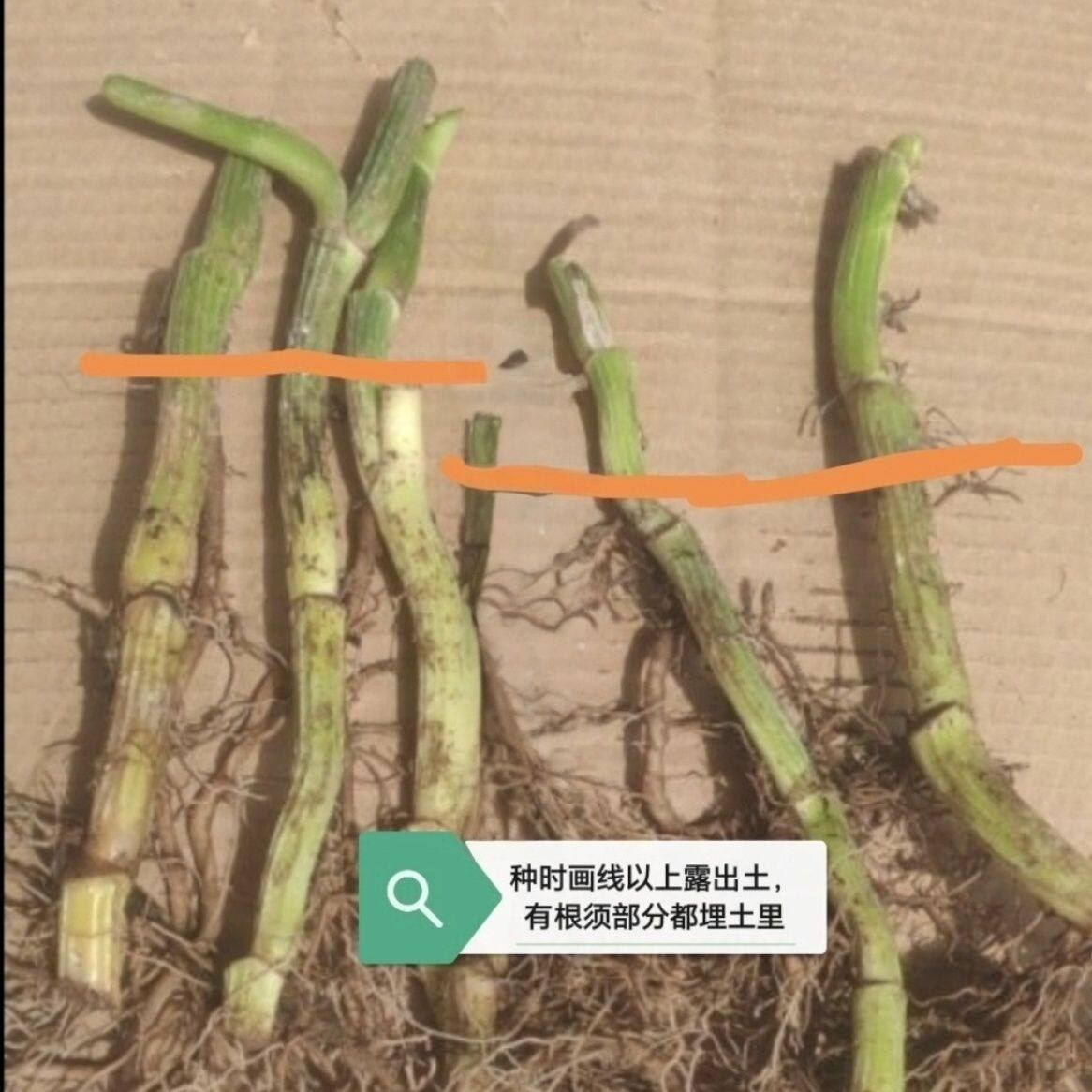 大叶绿萝盆栽室内净化空气办公室植物绿植花卉批发绿箩新款