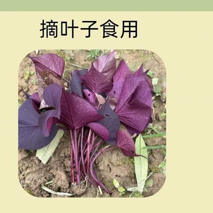 紫薯叶红薯叶地瓜叶番薯叶苕尖花青素含量高可阳台卧室盆栽绿植