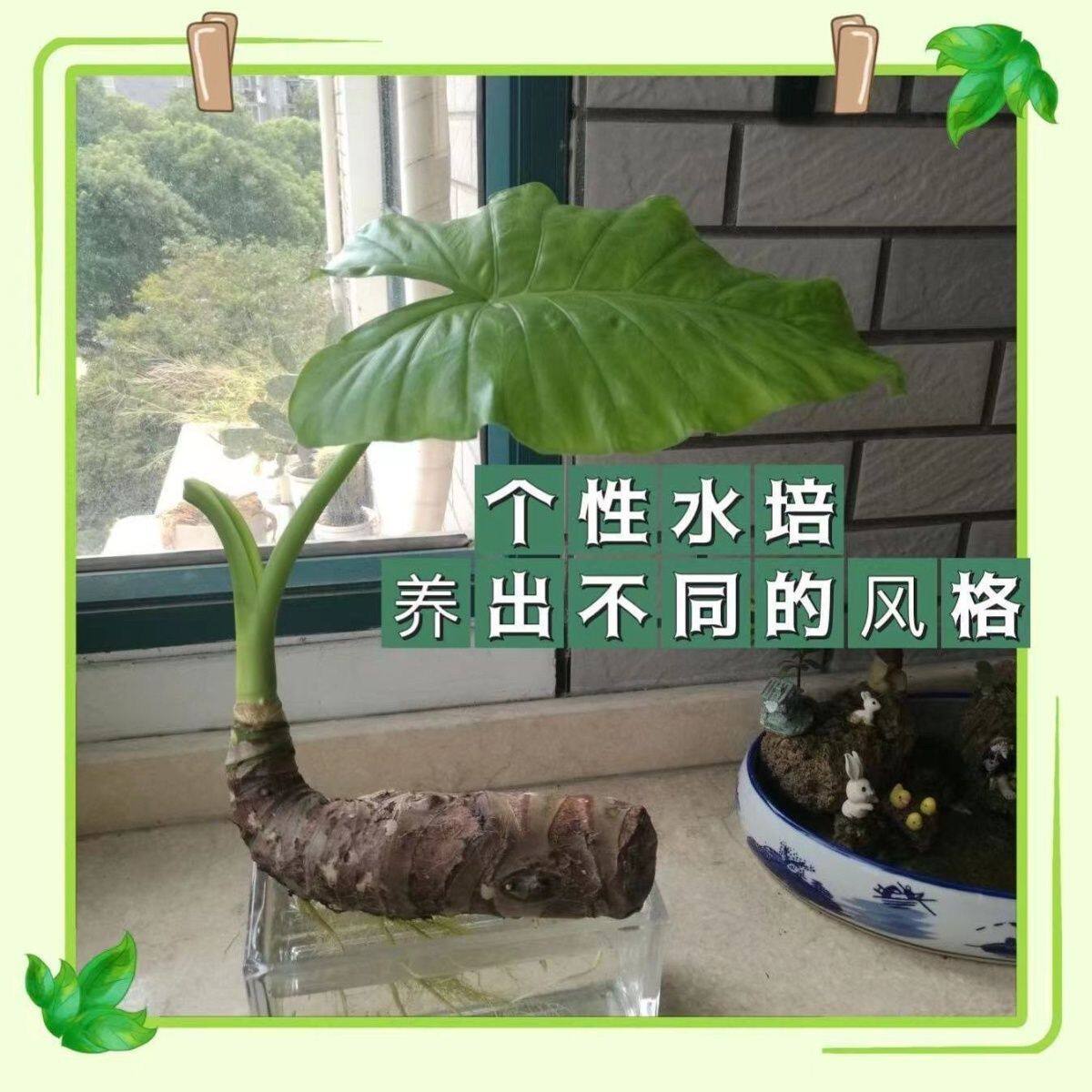 1棵滴水观音老桩客厅高档盆栽水养大叶植物懒人室内霸王芋横培款