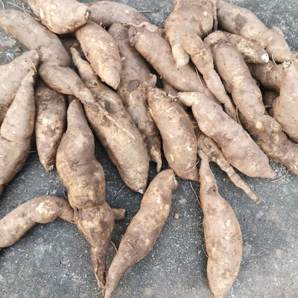 种薯18号食用型可吃可种植红薯叶苗专吃叶子的红薯叶苗蔬菜番薯叶
