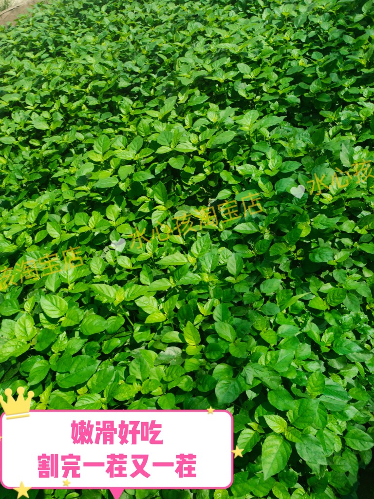 新鲜血通菜野生宽叶十万错中草药跌打草活力菜龙凤菜特色养生野菜
