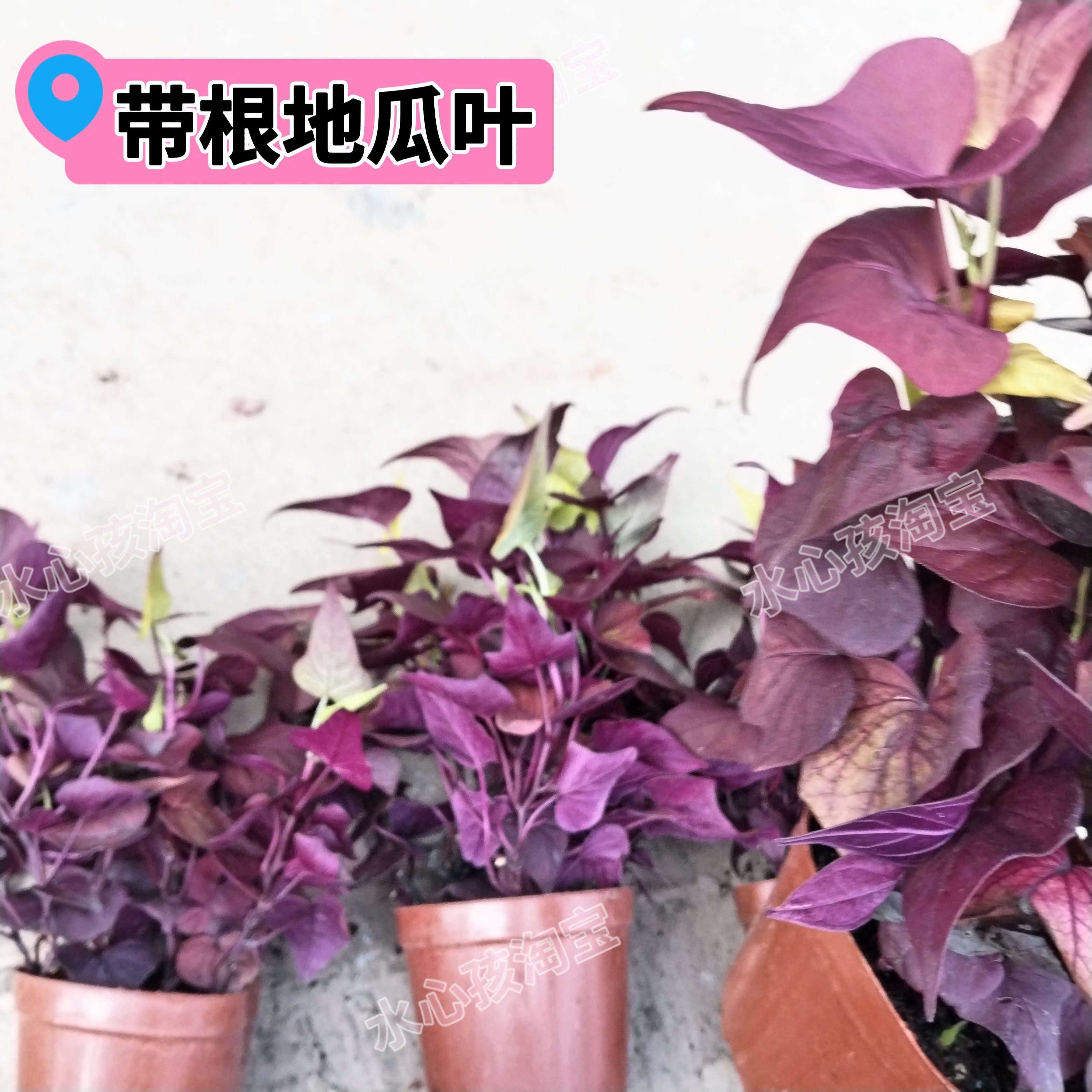 番薯叶盆栽地瓜叶食用叶子地瓜叶紫薯苗紫薯叶盆栽别墅院盆栽绿化