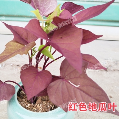 红薯叶茶几番薯苗稀有品种盆景阳台红苕尖红苕叶红苕藤叶地被植物