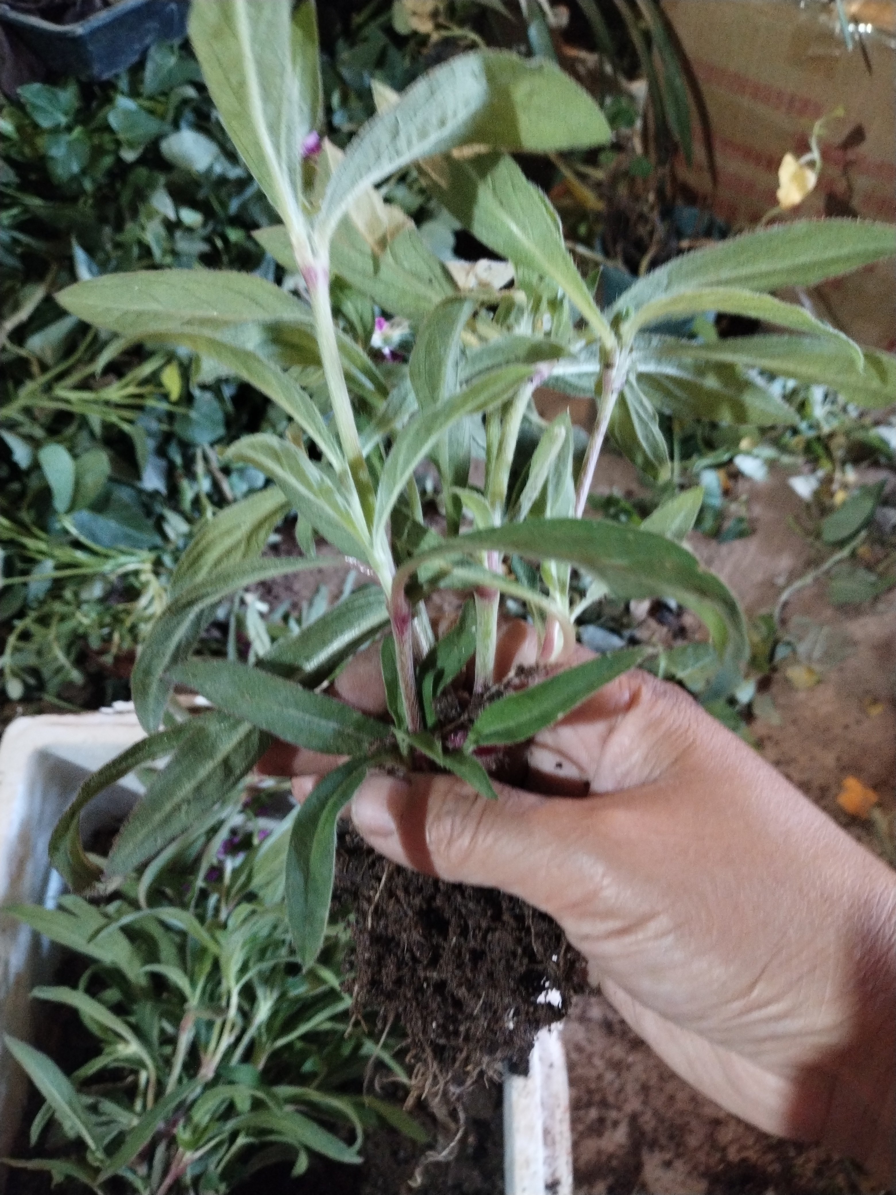 千日红庭院盆栽多年生庭院阳台四季好养植物造景绿化苗干花苗子