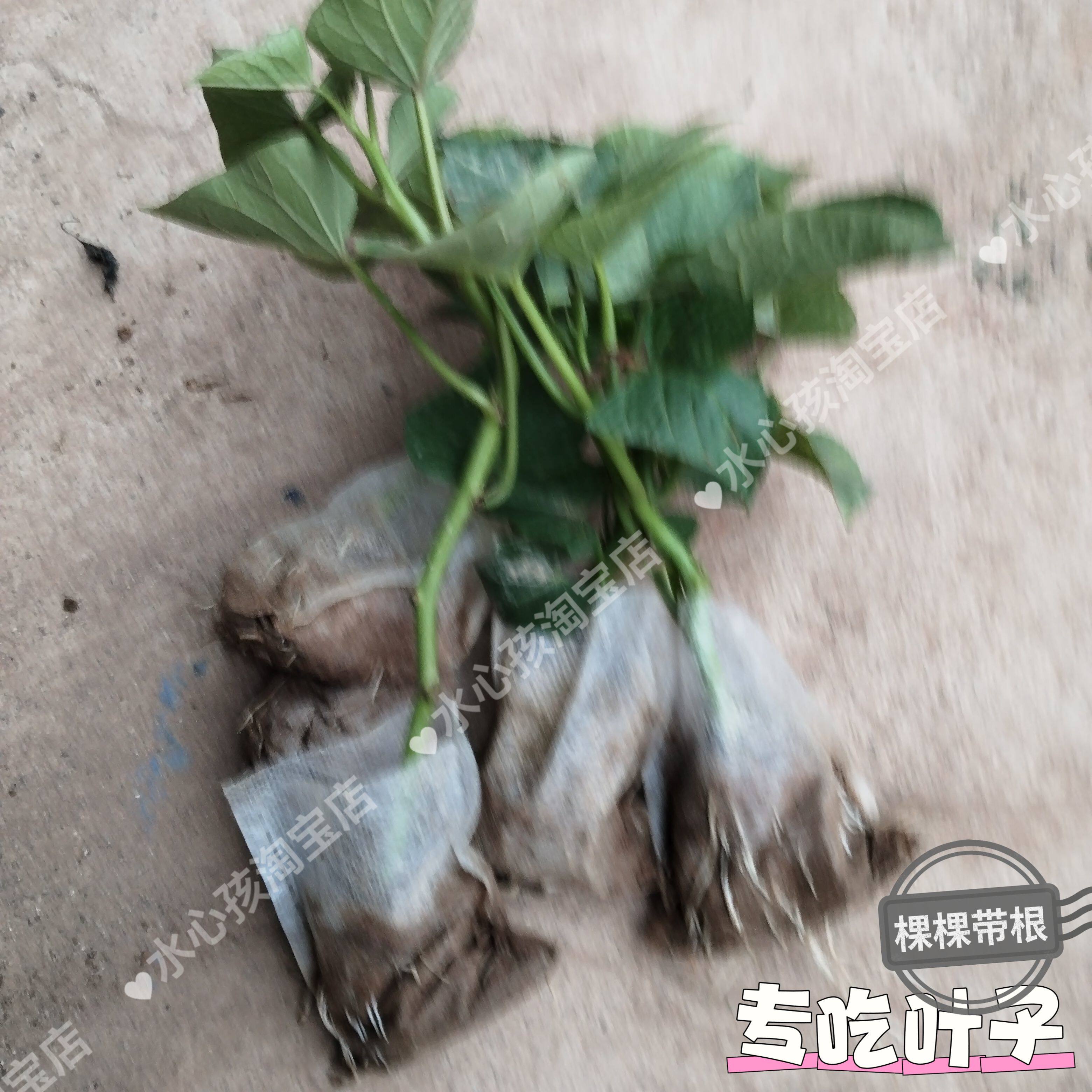 带根一杯地瓜叶专吃叶子红薯秧地瓜叶四季红薯秧蔬菜阳台庭院种植