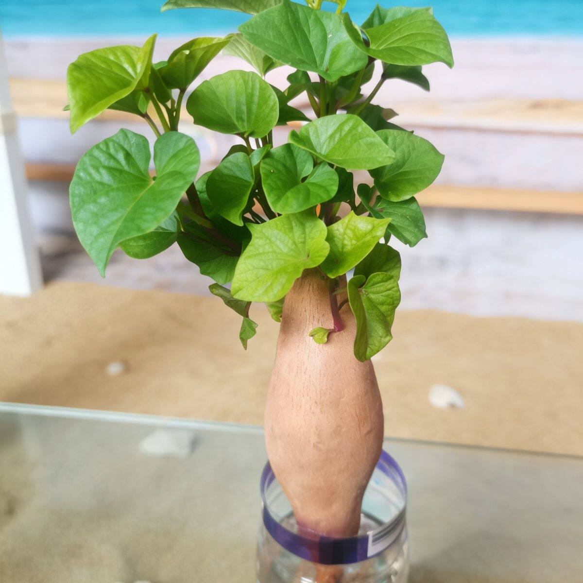 水培红薯叶盆栽植物室内客厅办公室桌面四季常青植物花卉绿植好养