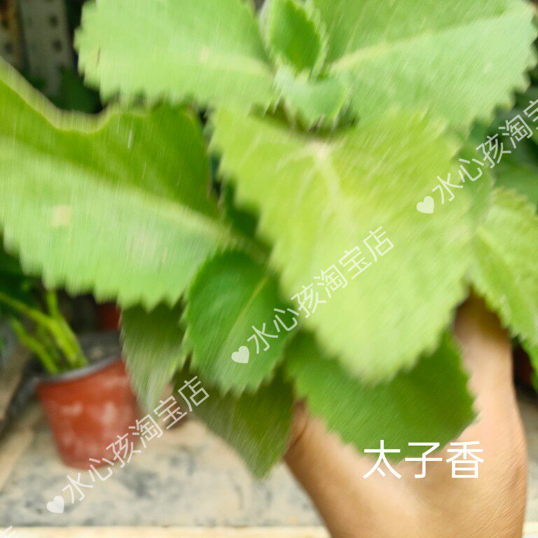 碰碰香一抹香香味盆栽浓香型绿植可食用客厅阳台驱蚊驱虫驱蚊植物