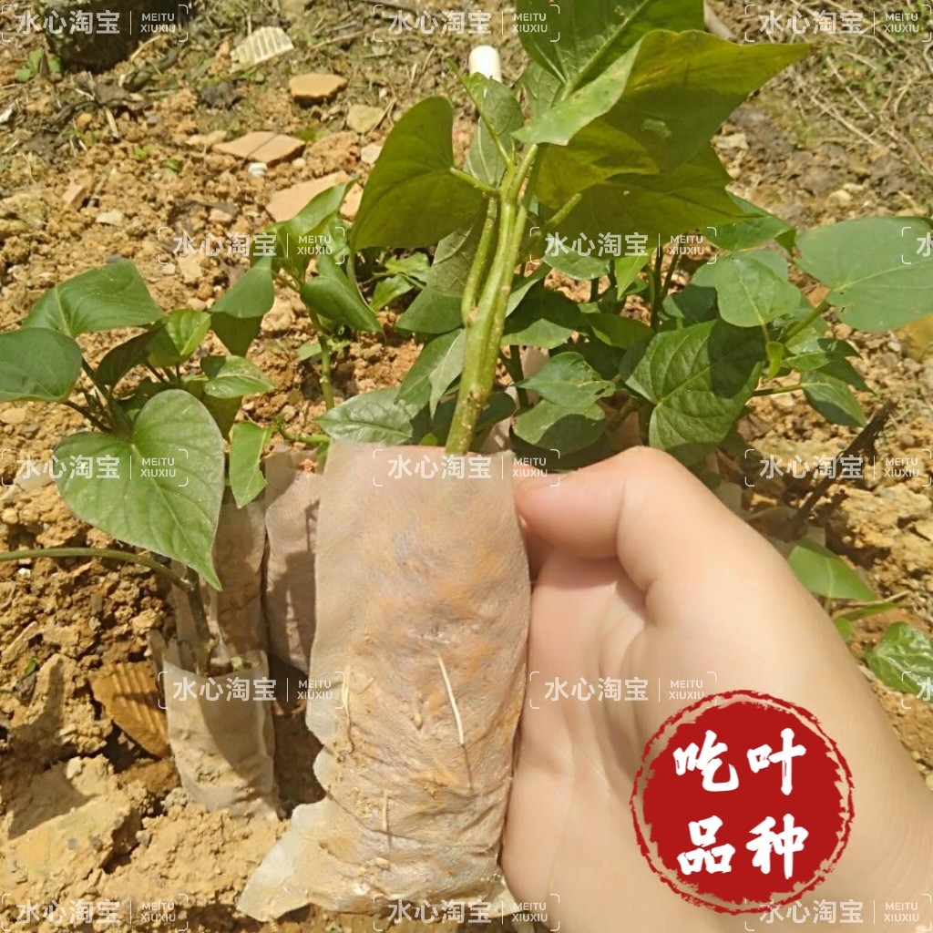 带根地瓜叶四季种植盆栽食用凉拌好吃苗番薯庭院地被植物红薯菜用