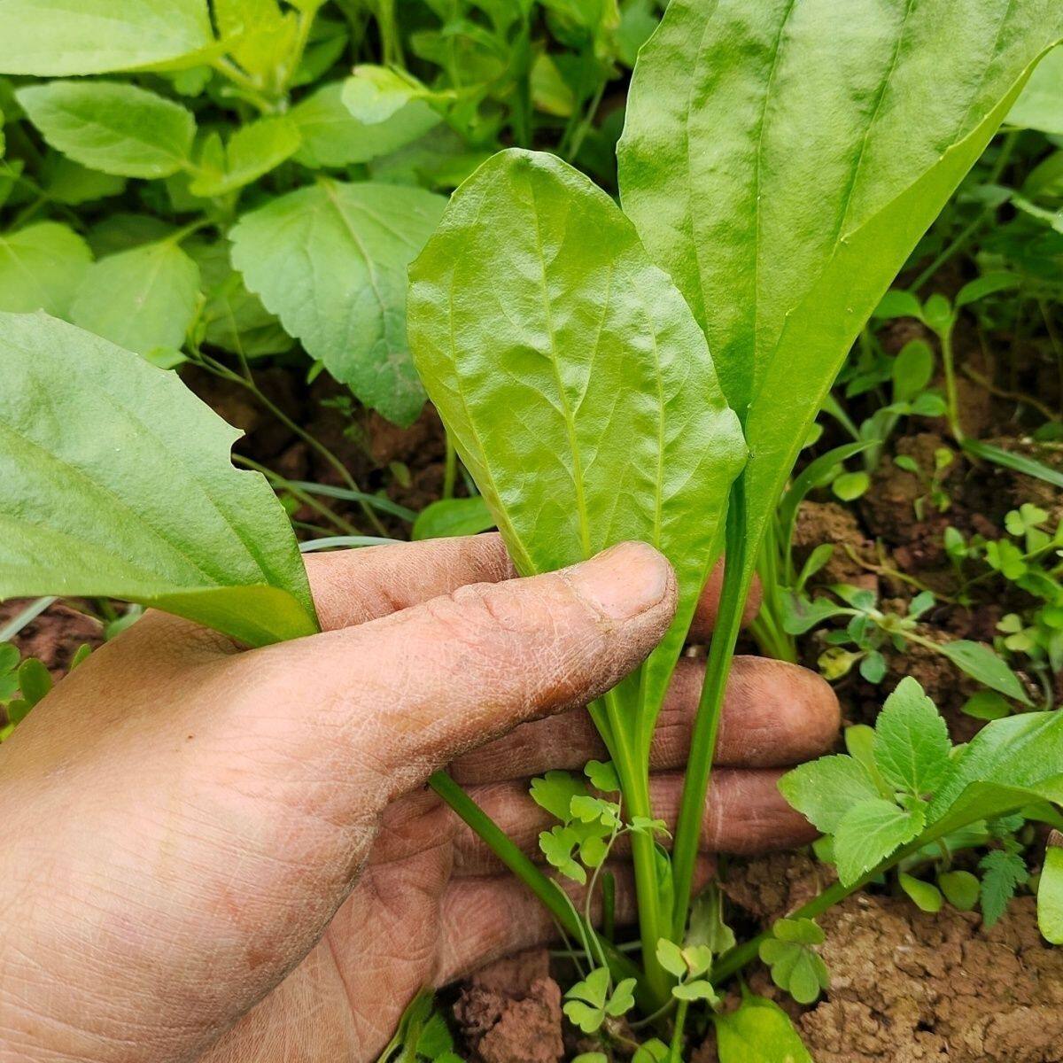 新鲜车前草苗蔬菜苗莴笋秧苗莴苣幼苗越冬青皮各种菜苗秧苗阳台