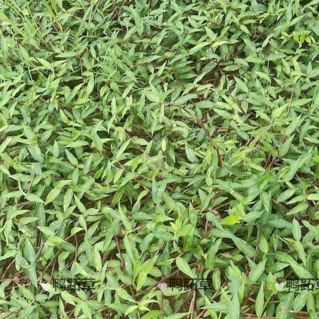 鸭跖草苗盆栽庭院阳台观赏植物四季常青耐寒耐热易活花卉绿植可煮