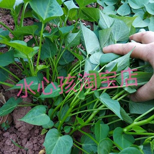 食叶型红薯苗种地瓜种子藤紫福台湾空心菜吃叶山芋番薯叶苕尖蔬菜