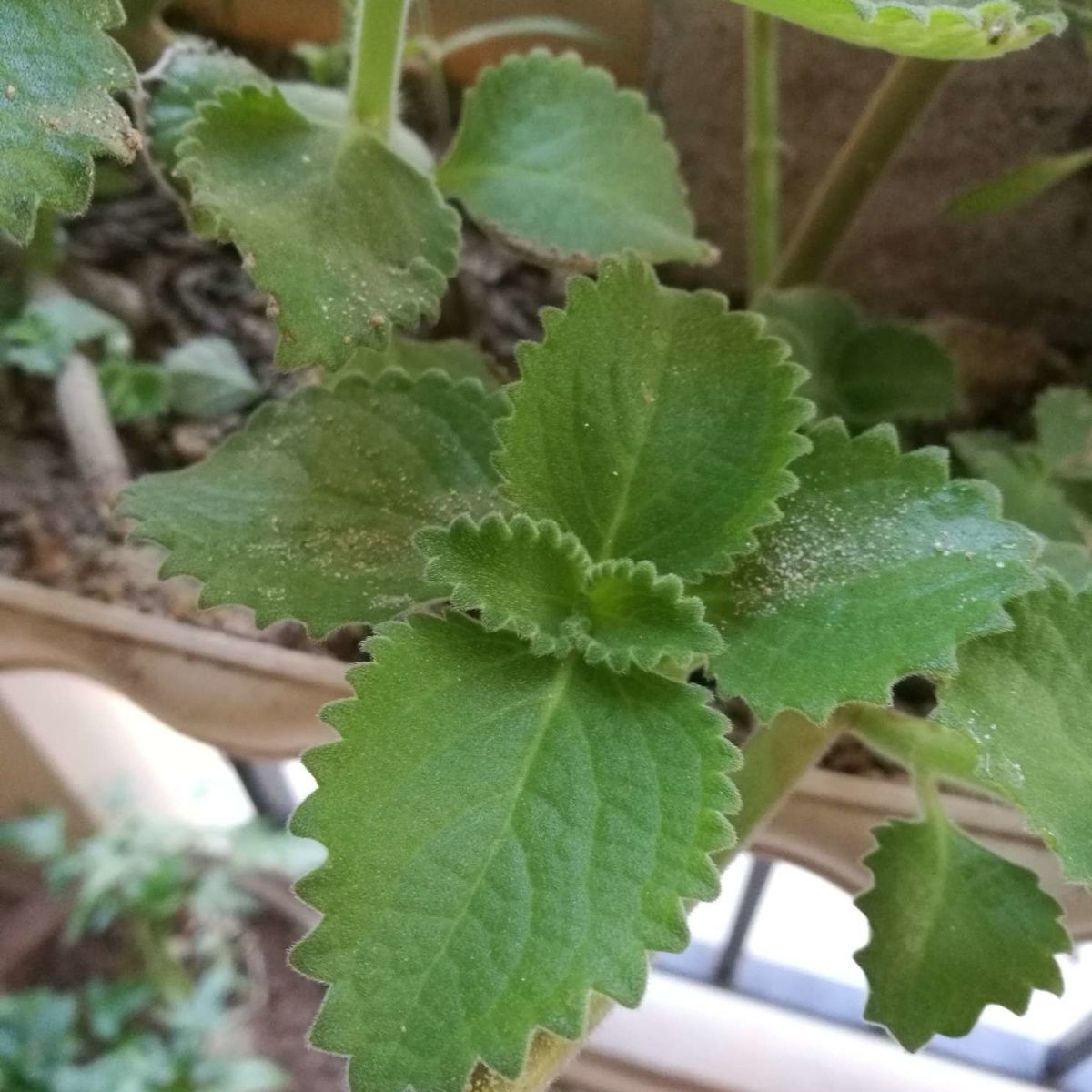 新鲜叶子大叶左手香印度薄荷还魂草一抹香碰碰香到手香盆栽排香草