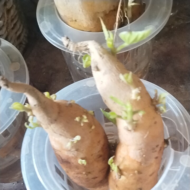 发芽红薯幼儿园植物观察专吃叶子食叶型菜用水培土培养大小随机发