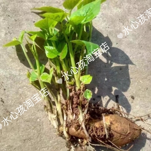 挖破瑕疵福薯18号叶用型种薯专吃叶子地瓜种子红薯种红苕种育苗专