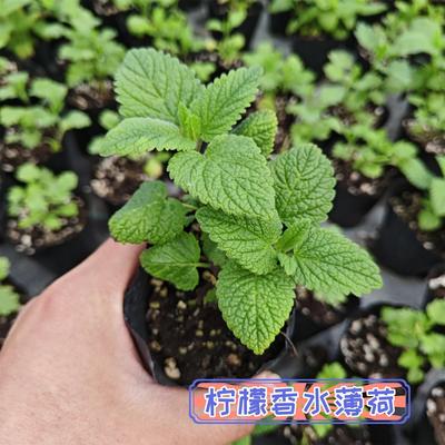 食用薄荷盆栽留兰香/香水/水薄荷/葡萄柚柠檬香蜂草苗幼儿园绿植